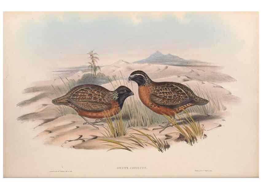 Reproducción/Reproduction 48637053697: A monograph of the Odontophorinæ, or, Partridges of America. London :Printed by Richard and John E. Taylor :1850.. 