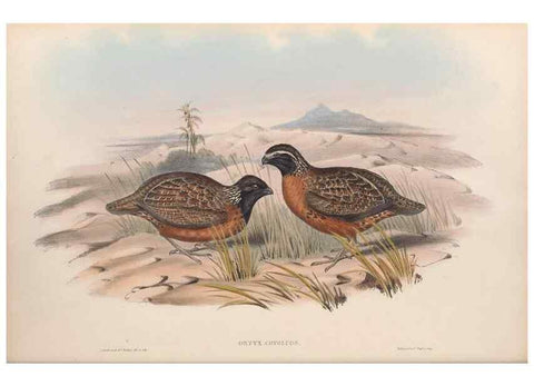Reproducción/Reproduction 48637053697: A monograph of the Odontophorinæ, or, Partridges of America. London :Printed by Richard and John E. Taylor :1850.. 