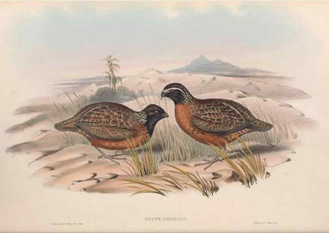 Reproducción/Reproduction 48637053697: A monograph of the Odontophorinæ, or, Partridges of America. London :Printed by Richard and John E. Taylor :1850.. 