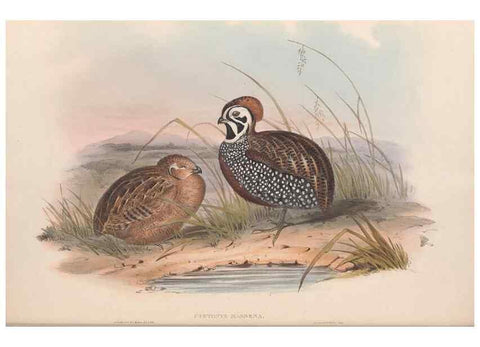 Reproducción/Reproduction 48636557173: A monograph of the Odontophorinæ, or, Partridges of America. London :Printed by Richard and John E. Taylor :1850.. 