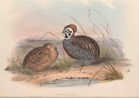 Reproducción/Reproduction 48636557173: A monograph of the Odontophorinæ, or, Partridges of America. London :Printed by Richard and John E. Taylor :1850.. 
