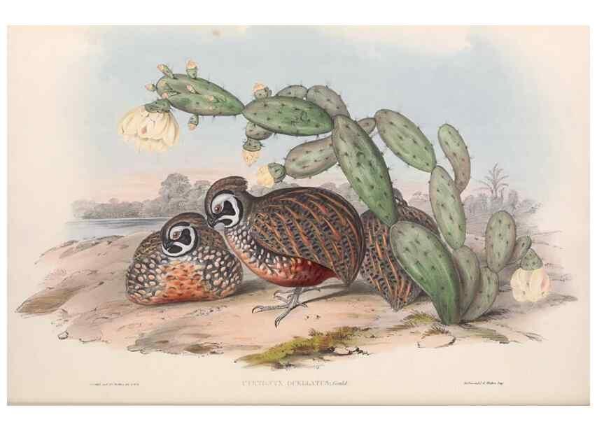 Reproducción/Reproduction 48637054282: A monograph of the Odontophorinæ, or, Partridges of America. London :Printed by Richard and John E. Taylor :1850.. 
