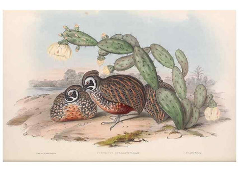 Reproducción/Reproduction 48637054282: A monograph of the Odontophorinæ, or, Partridges of America. London :Printed by Richard and John E. Taylor :1850.. 