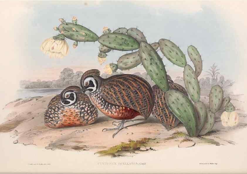Reproducción/Reproduction 48637054282: A monograph of the Odontophorinæ, or, Partridges of America. London :Printed by Richard and John E. Taylor :1850.. 