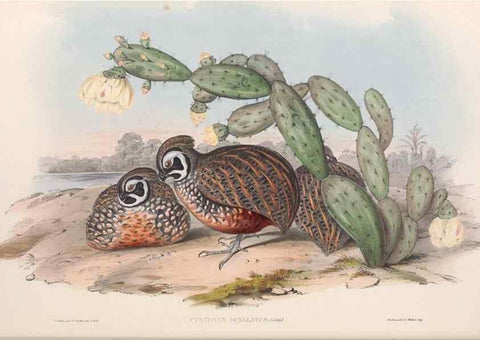 Reproducción/Reproduction 48637054282: A monograph of the Odontophorinæ, or, Partridges of America. London :Printed by Richard and John E. Taylor :1850.. 