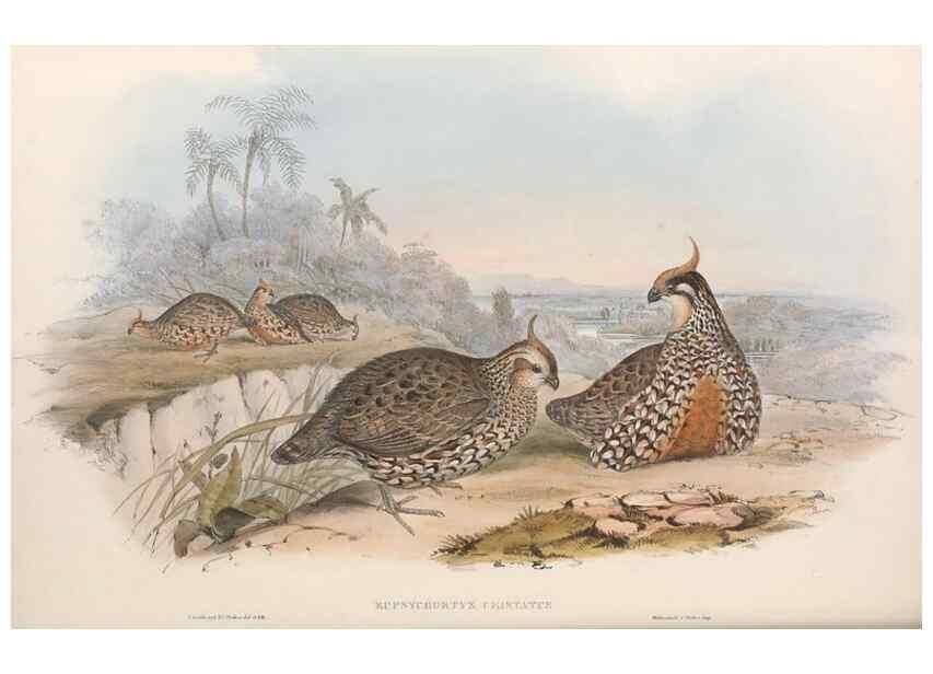 Reproducción/Reproduction 48636912731: A monograph of the Odontophorinæ, or, Partridges of America. London :Printed by Richard and John E. Taylor :1850.. 