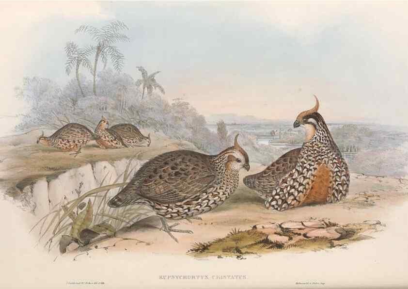 Reproducción/Reproduction 48636912731: A monograph of the Odontophorinæ, or, Partridges of America. London :Printed by Richard and John E. Taylor :1850.. 