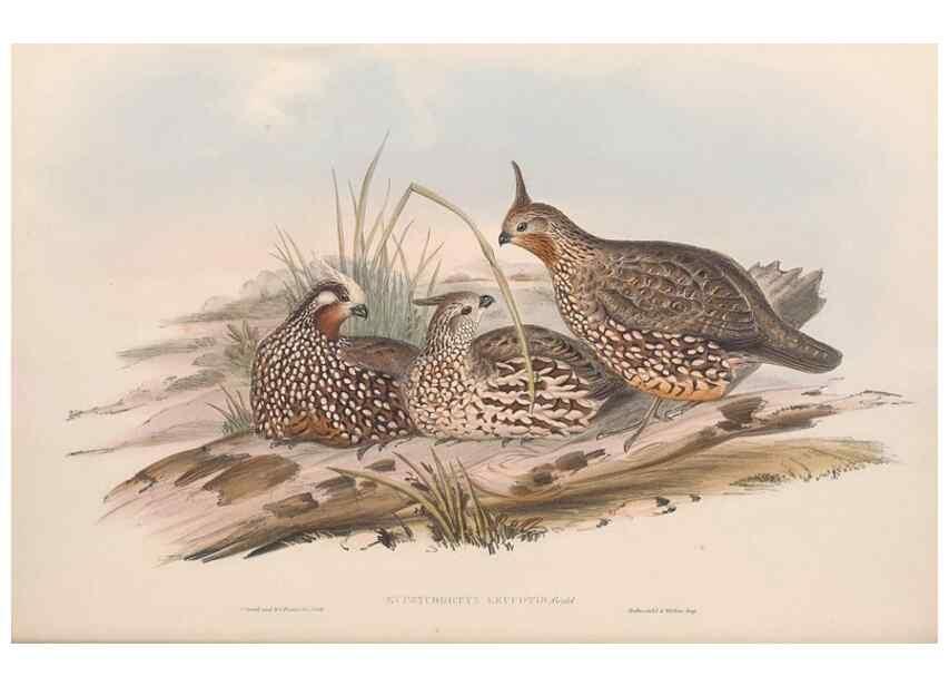 Reproducción/Reproduction 48636913091: A monograph of the Odontophorinæ, or, Partridges of America. London :Printed by Richard and John E. Taylor :1850.. 