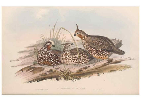 Reproducción/Reproduction 48636913091: A monograph of the Odontophorinæ, or, Partridges of America. London :Printed by Richard and John E. Taylor :1850.. 