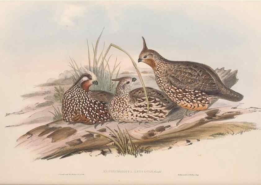 Reproducción/Reproduction 48636913091: A monograph of the Odontophorinæ, or, Partridges of America. London :Printed by Richard and John E. Taylor :1850.. 