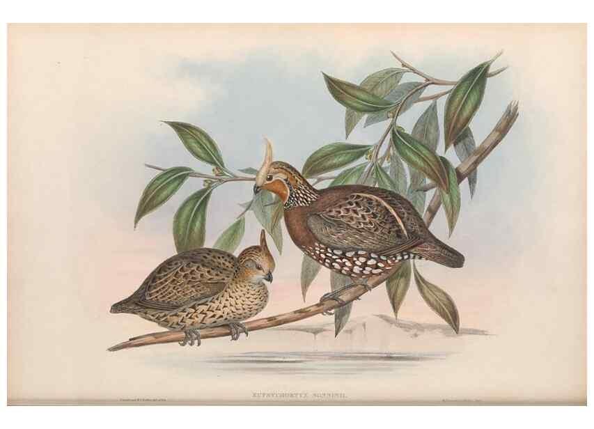 Reproducción/Reproduction 48636913406: A monograph of the Odontophorinæ, or, Partridges of America. London :Printed by Richard and John E. Taylor :1850.. 
