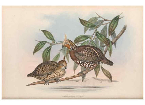 Reproducción/Reproduction 48636913406: A monograph of the Odontophorinæ, or, Partridges of America. London :Printed by Richard and John E. Taylor :1850.. 