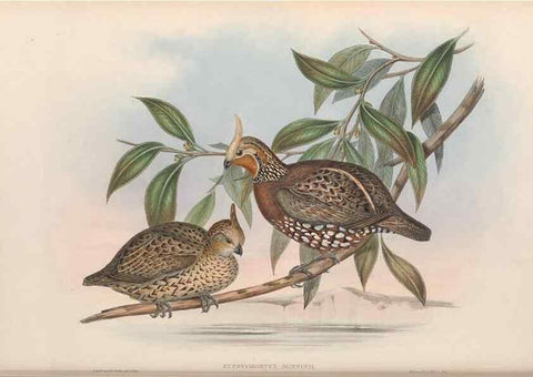 Reproducción/Reproduction 48636913406: A monograph of the Odontophorinæ, or, Partridges of America. London :Printed by Richard and John E. Taylor :1850.. 