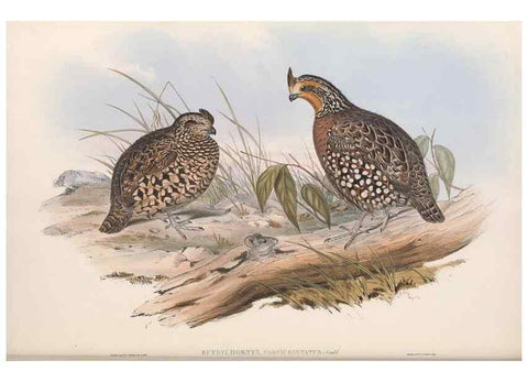 Reproducción/Reproduction 48637055562: A monograph of the Odontophorinæ, or, Partridges of America. London :Printed by Richard and John E. Taylor :1850.. 