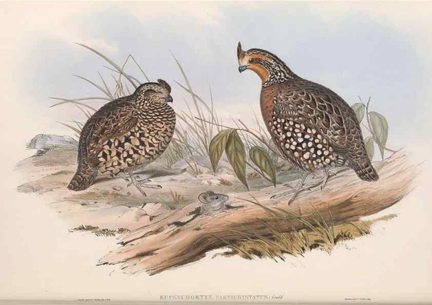 Reproducción/Reproduction 48637055562: A monograph of the Odontophorinæ, or, Partridges of America. London :Printed by Richard and John E. Taylor :1850.. 