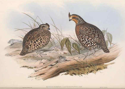Reproducción/Reproduction 48637055562: A monograph of the Odontophorinæ, or, Partridges of America. London :Printed by Richard and John E. Taylor :1850.. 