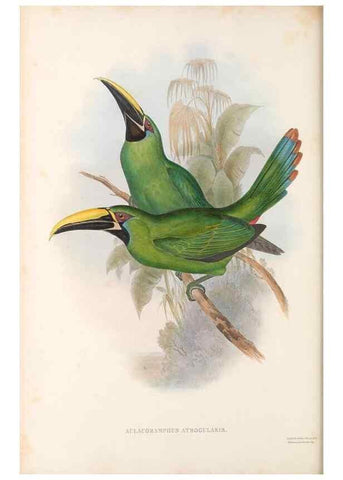 Reproducción/Reproduction 48636864971: A monograph of the Ramphastidae, or family of toucans. London :Published by the author, 20, Broad Street, Golden Square,[1852]-1854.. 