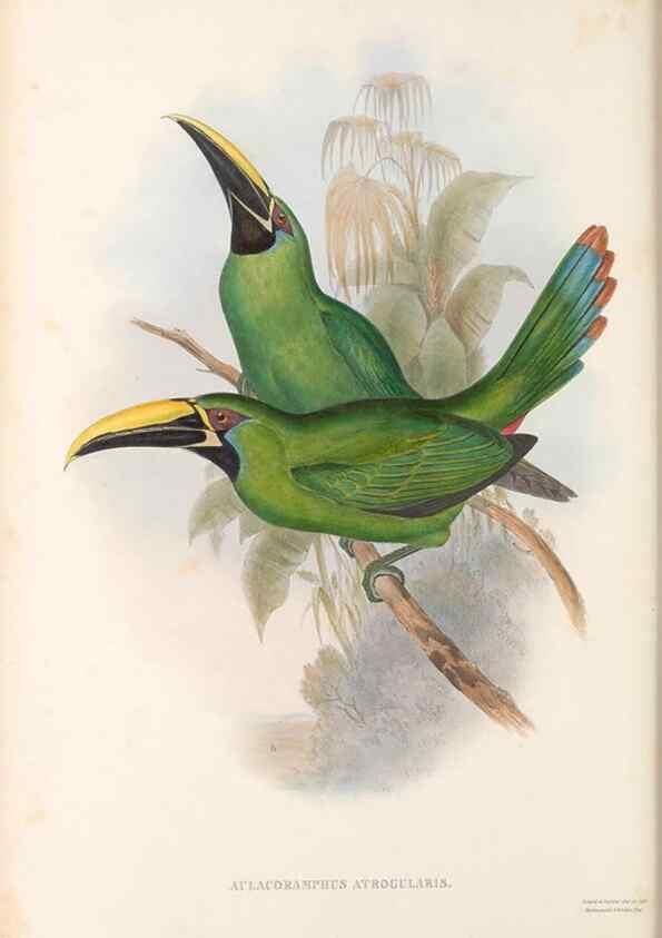 Reproducción/Reproduction 48636864971: A monograph of the Ramphastidae, or family of toucans. London :Published by the author, 20, Broad Street, Golden Square,[1852]-1854.. 