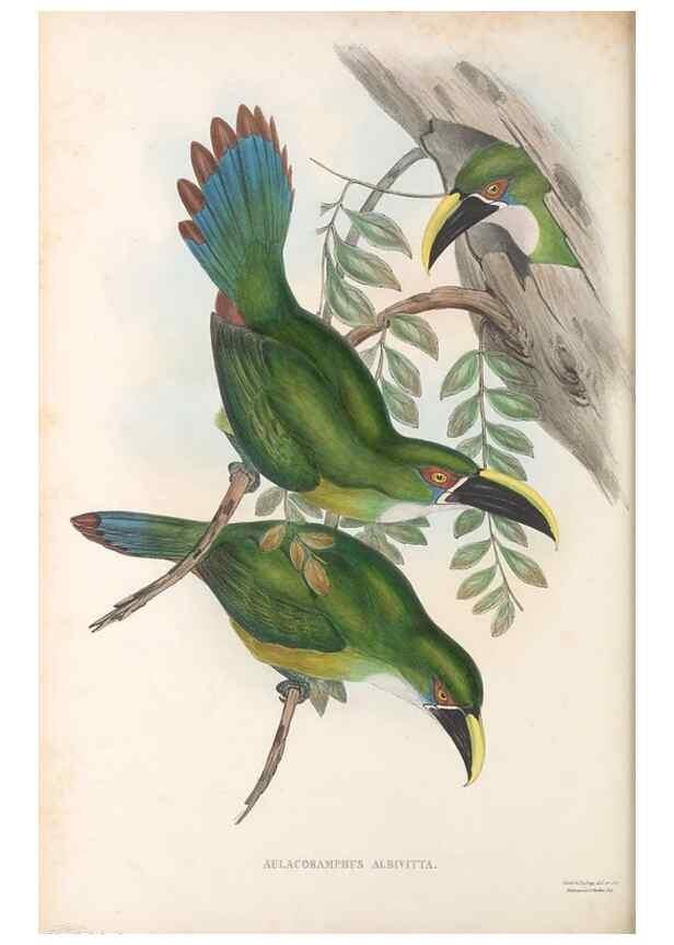 Reproducción/Reproduction 48636864491: A monograph of the Ramphastidae, or family of toucans. London :Published by the author, 20, Broad Street, Golden Square,[1852]-1854.. 