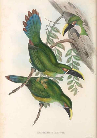 Reproducción/Reproduction 48636864491: A monograph of the Ramphastidae, or family of toucans. London :Published by the author, 20, Broad Street, Golden Square,[1852]-1854.. 