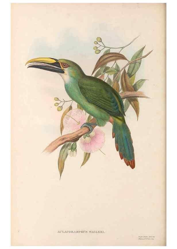 Reproducción/Reproduction 48637006387: A monograph of the Ramphastidae, or family of toucans. London :Published by the author, 20, Broad Street, Golden Square,[1852]-1854.. 