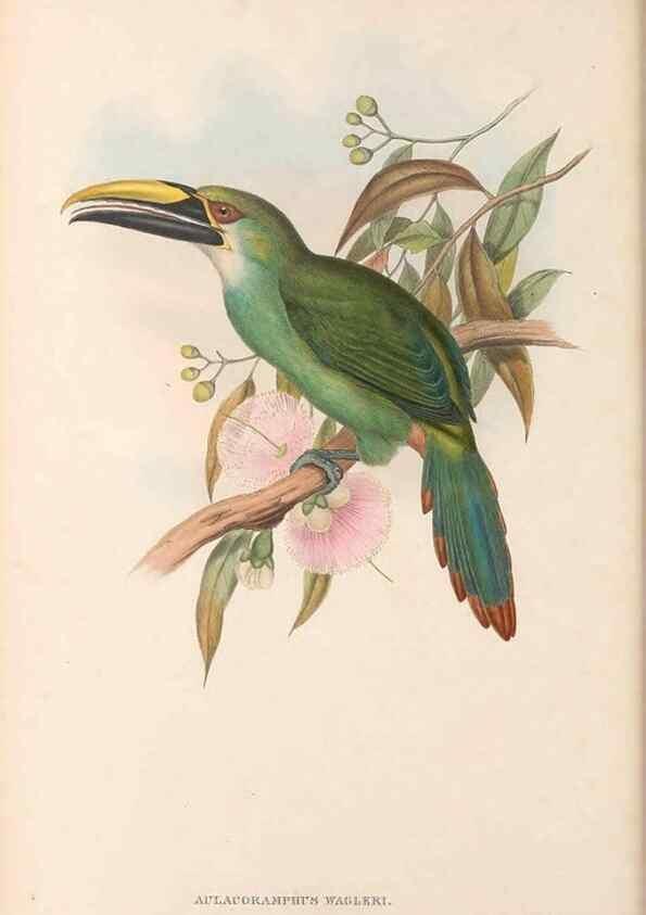 Reproducción/Reproduction 48637006387: A monograph of the Ramphastidae, or family of toucans. London :Published by the author, 20, Broad Street, Golden Square,[1852]-1854.. 