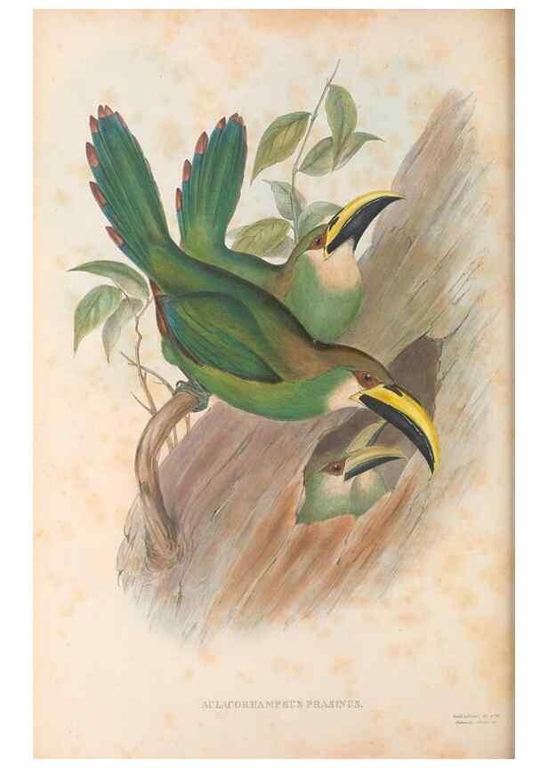 Reproducción/Reproduction 48636509318: A monograph of the Ramphastidae, or family of toucans. London :Published by the author, 20, Broad Street, Golden Square,[1852]-1854.. 