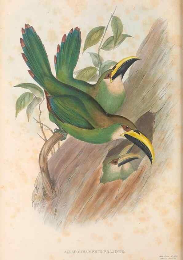 Reproducción/Reproduction 48636509318: A monograph of the Ramphastidae, or family of toucans. London :Published by the author, 20, Broad Street, Golden Square,[1852]-1854.. 