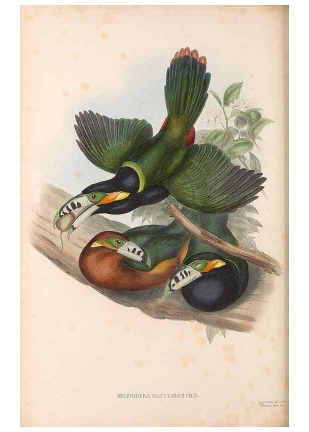 Reproducción/Reproduction 48637000522: A monograph of the Ramphastidae, or family of toucans. London :Published by the author, 20, Broad Street, Golden Square,[1852]-1854.. 