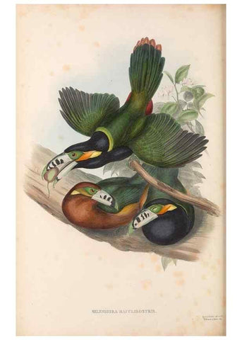 Reproducción/Reproduction 48637000522: A monograph of the Ramphastidae, or family of toucans. London :Published by the author, 20, Broad Street, Golden Square,[1852]-1854.. 