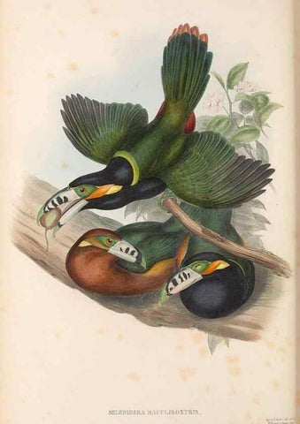 Reproducción/Reproduction 48637000522: A monograph of the Ramphastidae, or family of toucans. London :Published by the author, 20, Broad Street, Golden Square,[1852]-1854.. 