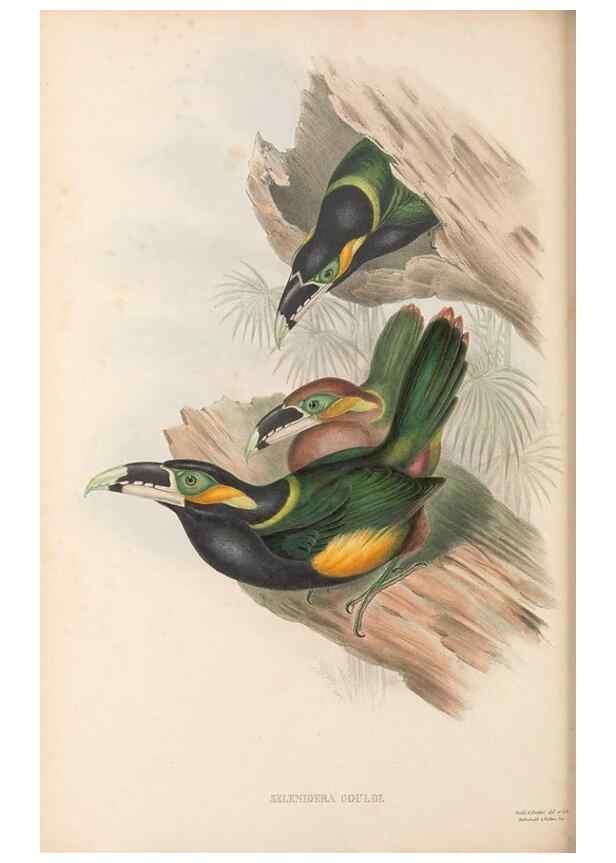 Reproducción/Reproduction 48636858776: A monograph of the Ramphastidae, or family of toucans. London :Published by the author, 20, Broad Street, Golden Square,[1852]-1854.. 