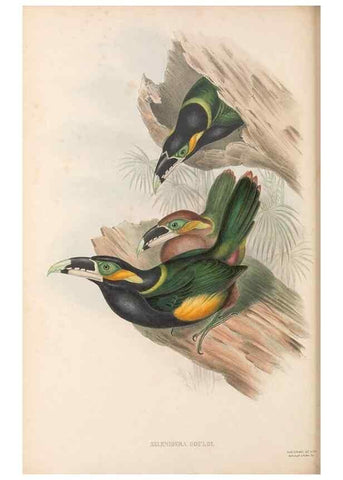Reproducción/Reproduction 48636858776: A monograph of the Ramphastidae, or family of toucans. London :Published by the author, 20, Broad Street, Golden Square,[1852]-1854.. 