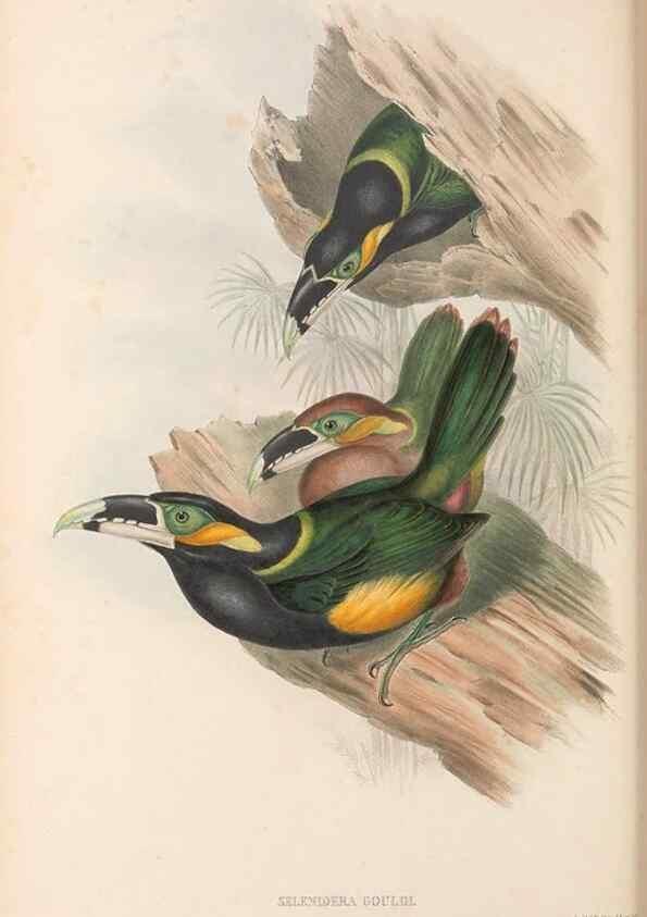 Reproducción/Reproduction 48636858776: A monograph of the Ramphastidae, or family of toucans. London :Published by the author, 20, Broad Street, Golden Square,[1852]-1854.. 