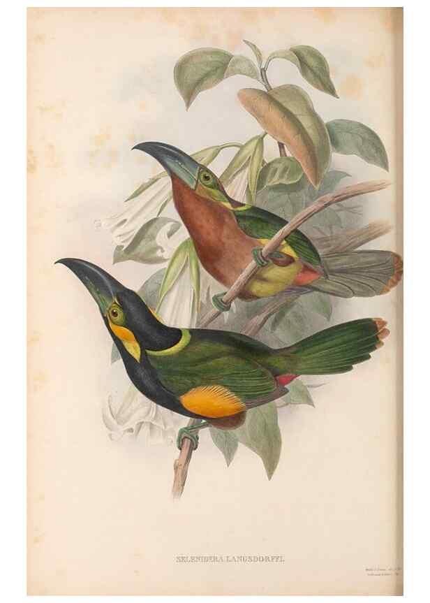 Reproducción/Reproduction 48636504298: A monograph of the Ramphastidae, or family of toucans. London :Published by the author, 20, Broad Street, Golden Square,[1852]-1854.. 
