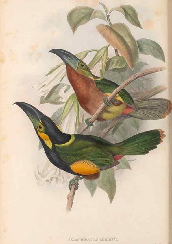 Reproducción/Reproduction 48636504298: A monograph of the Ramphastidae, or family of toucans. London :Published by the author, 20, Broad Street, Golden Square,[1852]-1854.. 
