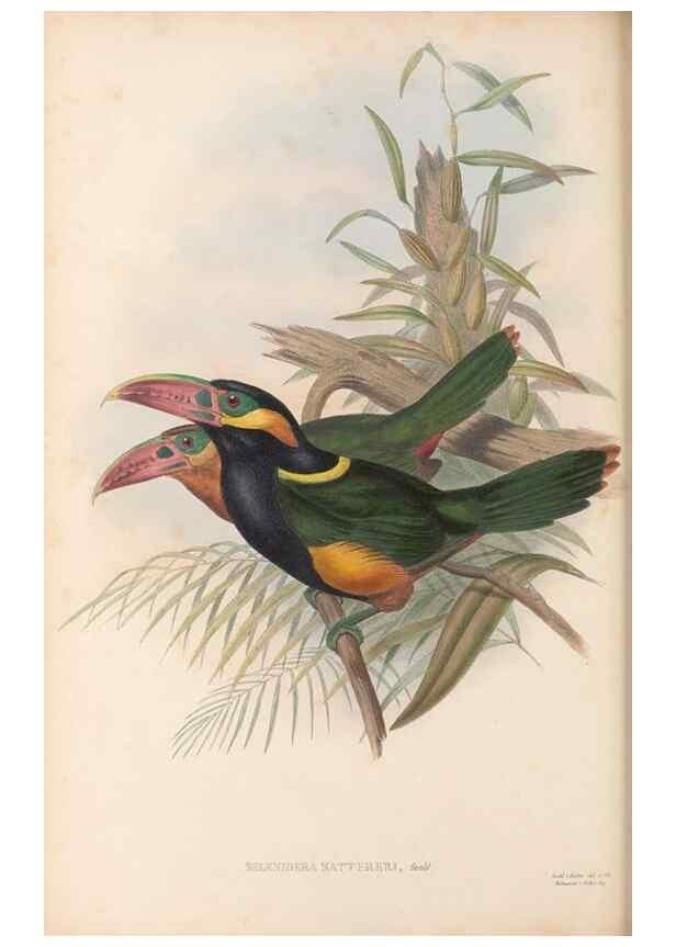 Reproducción/Reproduction 48636859346: A monograph of the Ramphastidae, or family of toucans. London :Published by the author, 20, Broad Street, Golden Square,[1852]-1854.. 