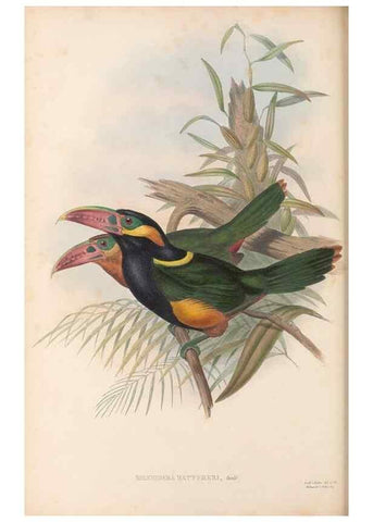 Reproducción/Reproduction 48636859346: A monograph of the Ramphastidae, or family of toucans. London :Published by the author, 20, Broad Street, Golden Square,[1852]-1854.. 