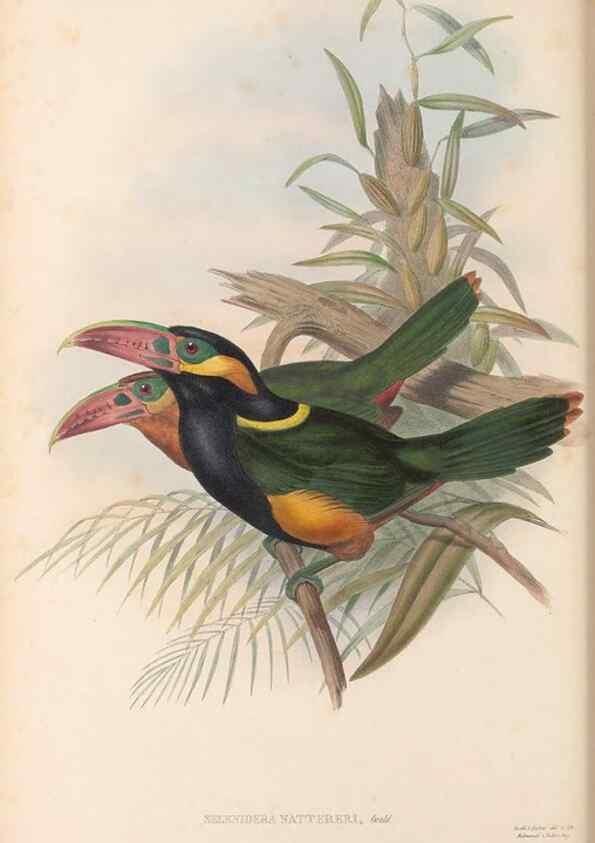 Reproducción/Reproduction 48636859346: A monograph of the Ramphastidae, or family of toucans. London :Published by the author, 20, Broad Street, Golden Square,[1852]-1854.. 