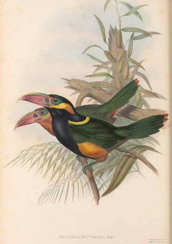 Reproducción/Reproduction 48636859346: A monograph of the Ramphastidae, or family of toucans. London :Published by the author, 20, Broad Street, Golden Square,[1852]-1854.. 
