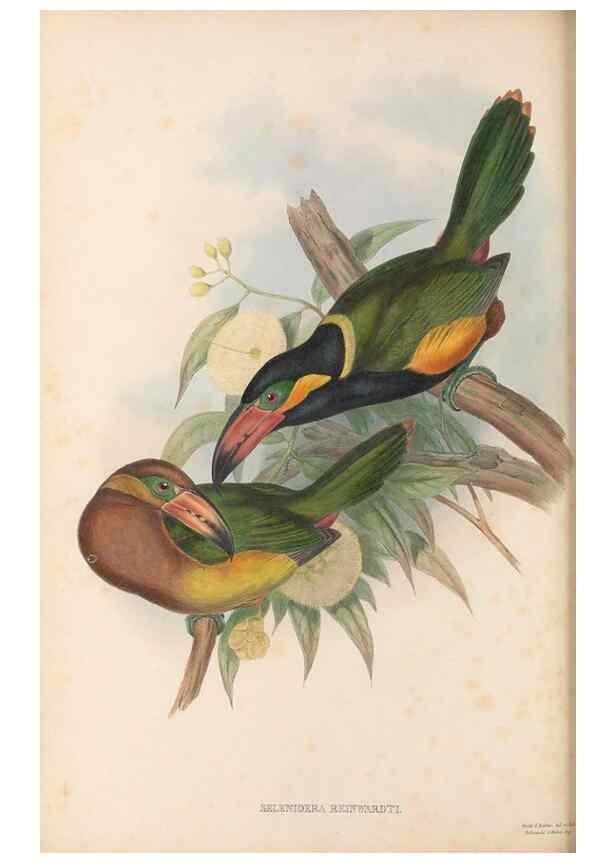Reproducción/Reproduction 48636504878: A monograph of the Ramphastidae, or family of toucans. London :Published by the author, 20, Broad Street, Golden Square,[1852]-1854.. 