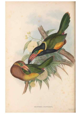 Reproducción/Reproduction 48636504878: A monograph of the Ramphastidae, or family of toucans. London :Published by the author, 20, Broad Street, Golden Square,[1852]-1854.. 