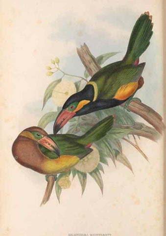 Reproducción/Reproduction 48636504878: A monograph of the Ramphastidae, or family of toucans. London :Published by the author, 20, Broad Street, Golden Square,[1852]-1854.. 