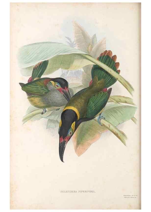 Reproducción/Reproduction 48636505283: A monograph of the Ramphastidae, or family of toucans. London :Published by the author, 20, Broad Street, Golden Square,[1852]-1854.. 