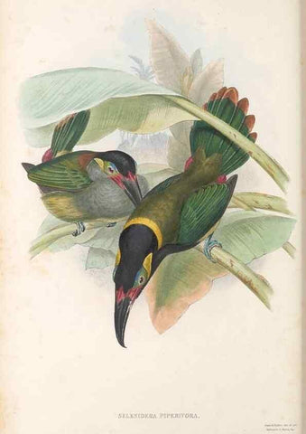 Reproducción/Reproduction 48636505283: A monograph of the Ramphastidae, or family of toucans. London :Published by the author, 20, Broad Street, Golden Square,[1852]-1854.. 