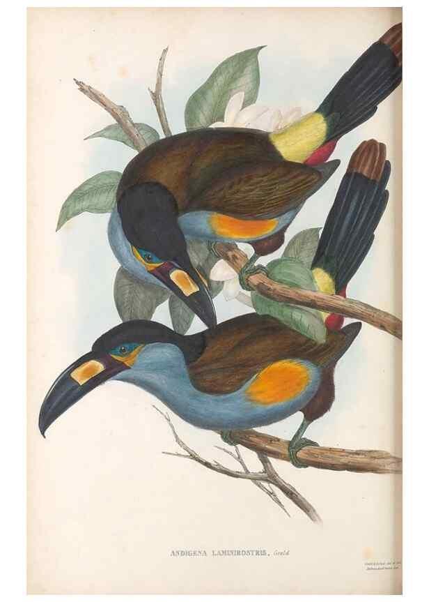 Reproducción/Reproduction 48636505733: A monograph of the Ramphastidae, or family of toucans. London :Published by the author, 20, Broad Street, Golden Square,[1852]-1854.. 