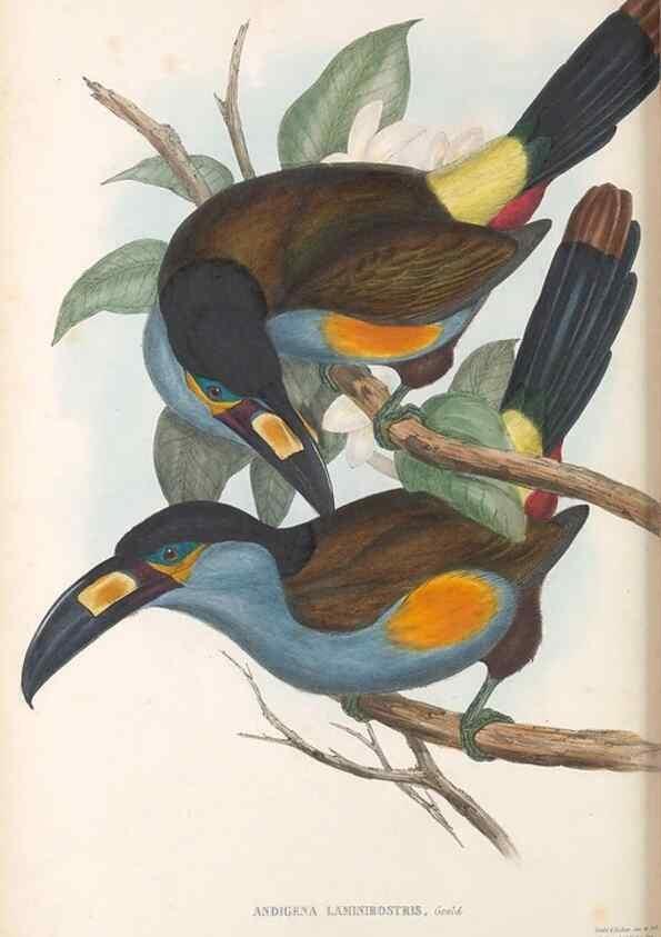 Reproducción/Reproduction 48636505733: A monograph of the Ramphastidae, or family of toucans. London :Published by the author, 20, Broad Street, Golden Square,[1852]-1854.. 