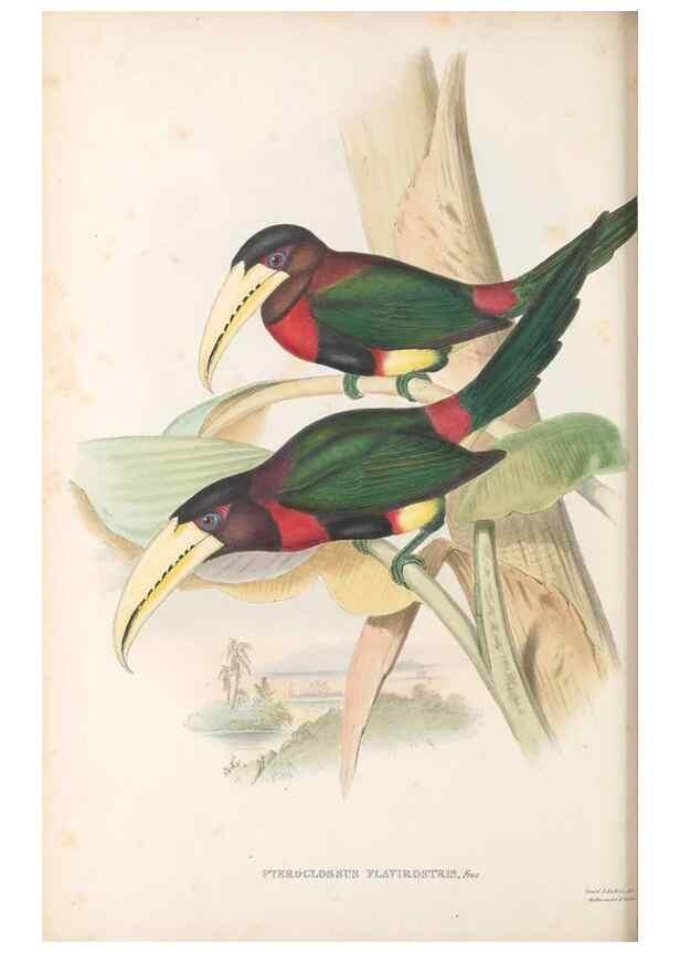 Reproducción/Reproduction 48636857661: A monograph of the Ramphastidae, or family of toucans. London :Published by the author, 20, Broad Street, Golden Square,[1852]-1854.. 