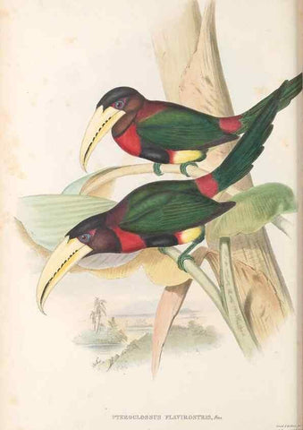 Reproducción/Reproduction 48636857661: A monograph of the Ramphastidae, or family of toucans. London :Published by the author, 20, Broad Street, Golden Square,[1852]-1854.. 