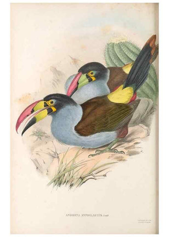 Reproducción/Reproduction 48636860821: A monograph of the Ramphastidae, or family of toucans. London :Published by the author, 20, Broad Street, Golden Square,[1852]-1854.. 
